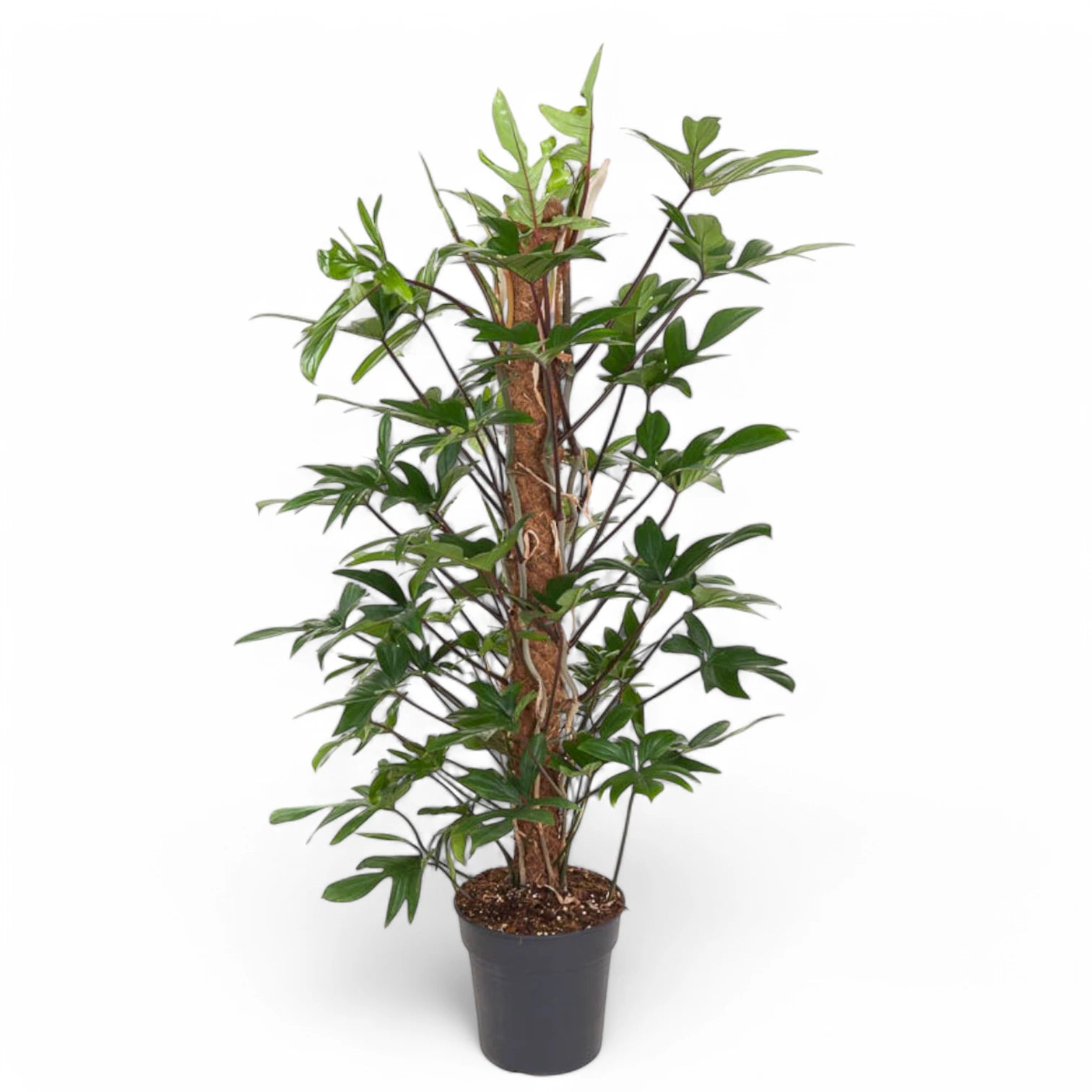 Philodendron pedatum potted houseplant in nursery pot on white background, product photo 6.