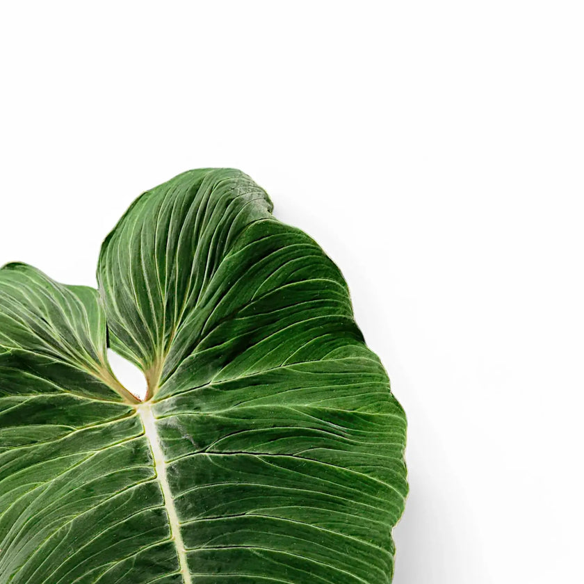 Philodendron pseudoverrucosum leaf close-up on white background.