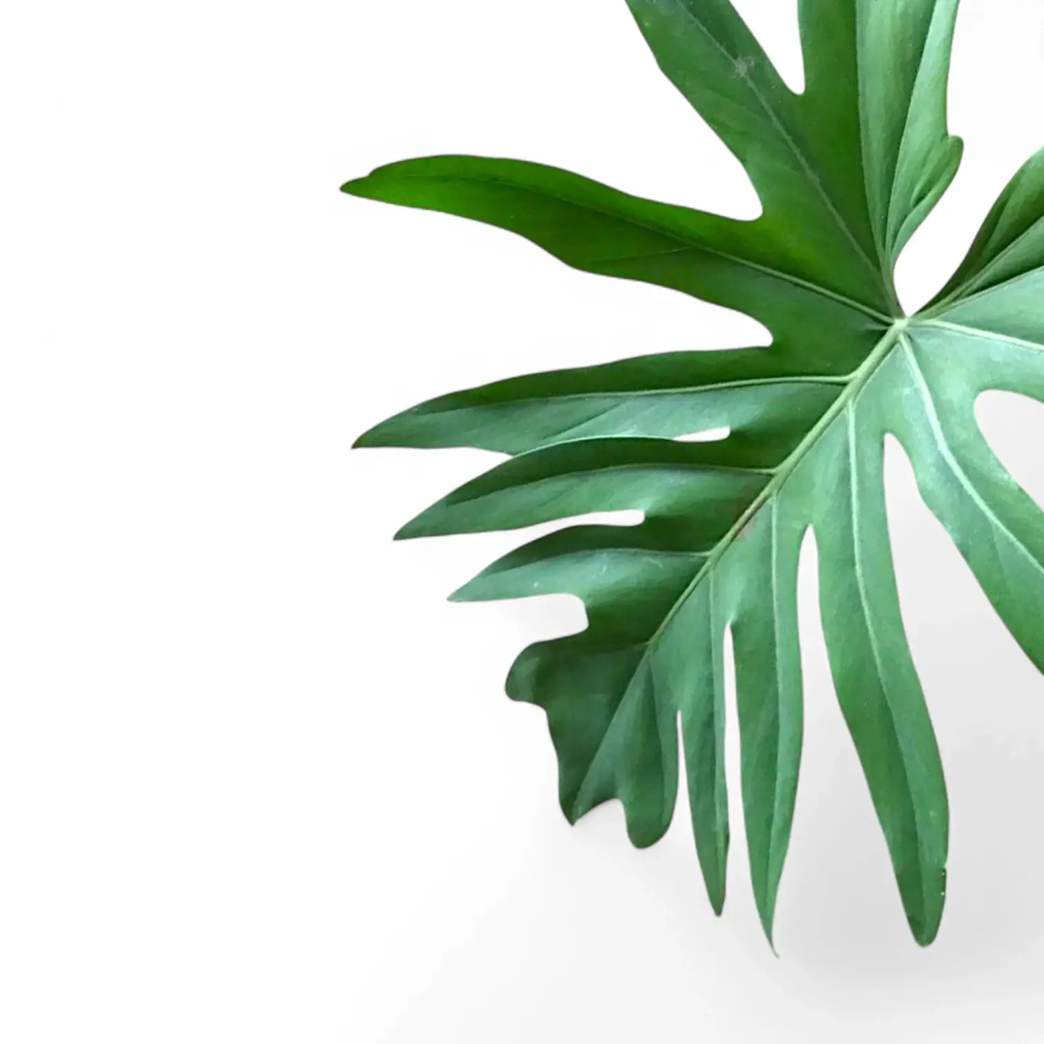 Philodendron radiatum leaf close-up on white background.