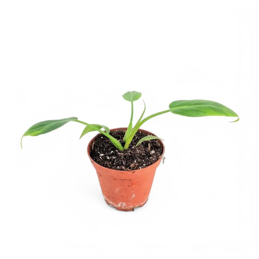 Philodendron radiatum potted houseplant in nursery pot on white background, product photo 2.
