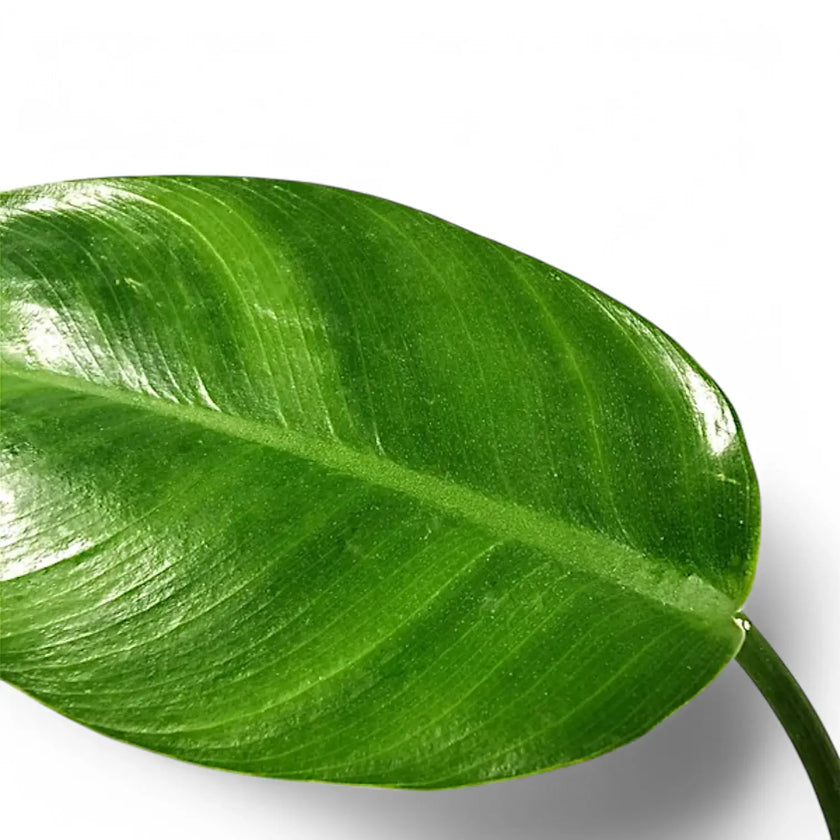 Philodendron renauxii leaf close-up on white background.