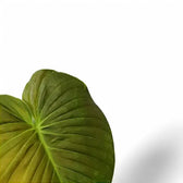 Philodendron roseocataphyllum – Blattdetail vor weißem Hintergrund..