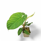 Philodendron roseocataphyllum Zimmerpflanze im Anzuchttopf vor weißem Hintergrund, Produktfoto 2.
