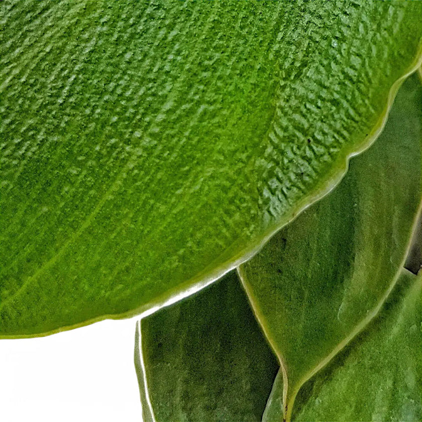 Philodendron rugosum leaf close-up on white background.