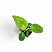 Philodendron rugosum Zimmerpflanze im Anzuchttopf vor weißem Hintergrund, Produktfoto 3.