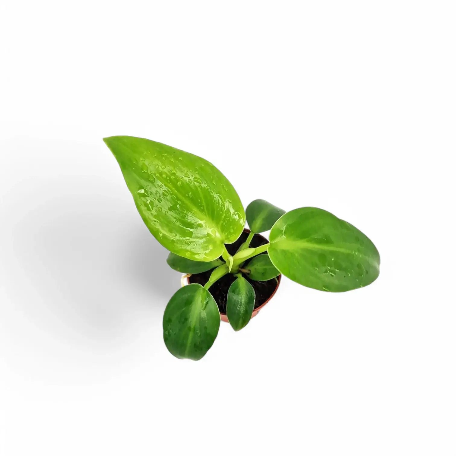 Philodendron rugosum Zimmerpflanze im Anzuchttopf vor weißem Hintergrund, Produktfoto 3.