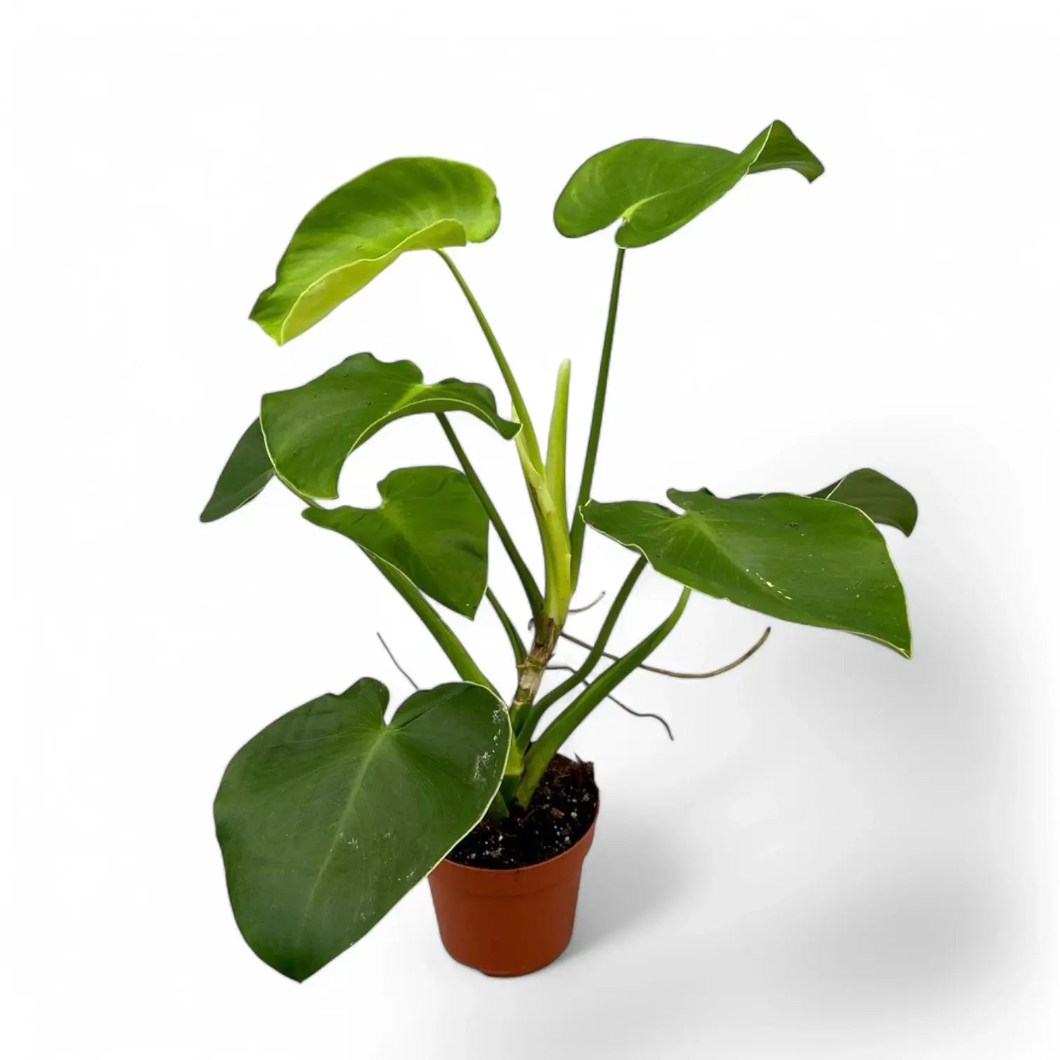 Philodendron rugosum Zimmerpflanze im Anzuchttopf vor weißem Hintergrund, Produktfoto 8.