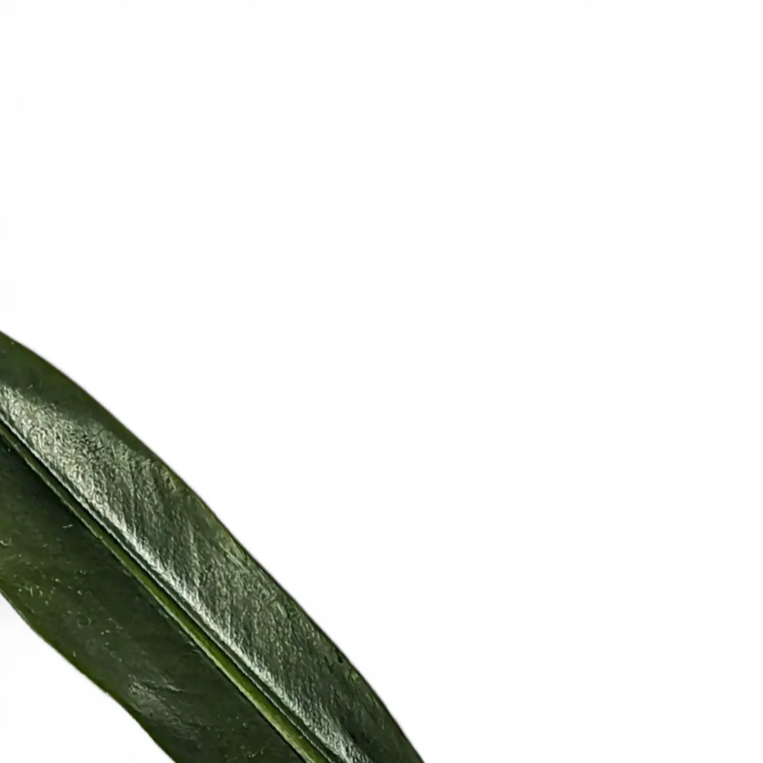 Philodendron ruizii – Blattdetail vor weißem Hintergrund..