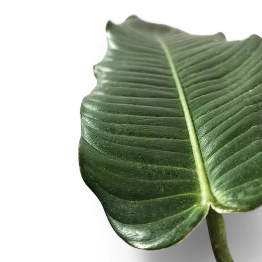 Philodendron scherberichii leaf close-up on white background.