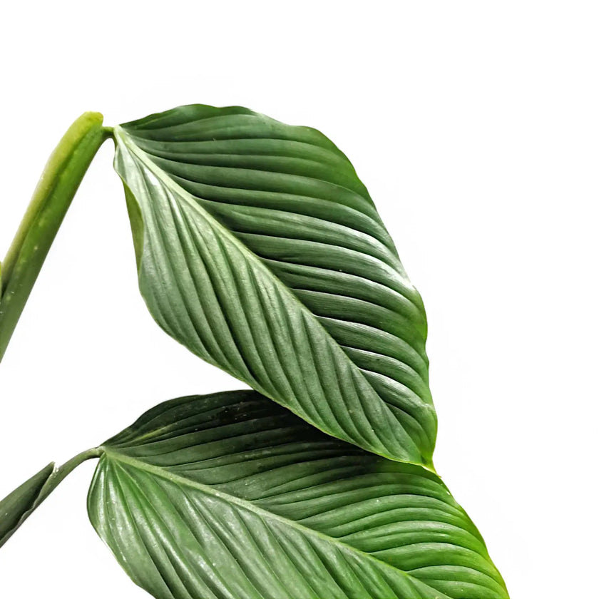 Philodendron schmidtiae leaf close-up on white background.