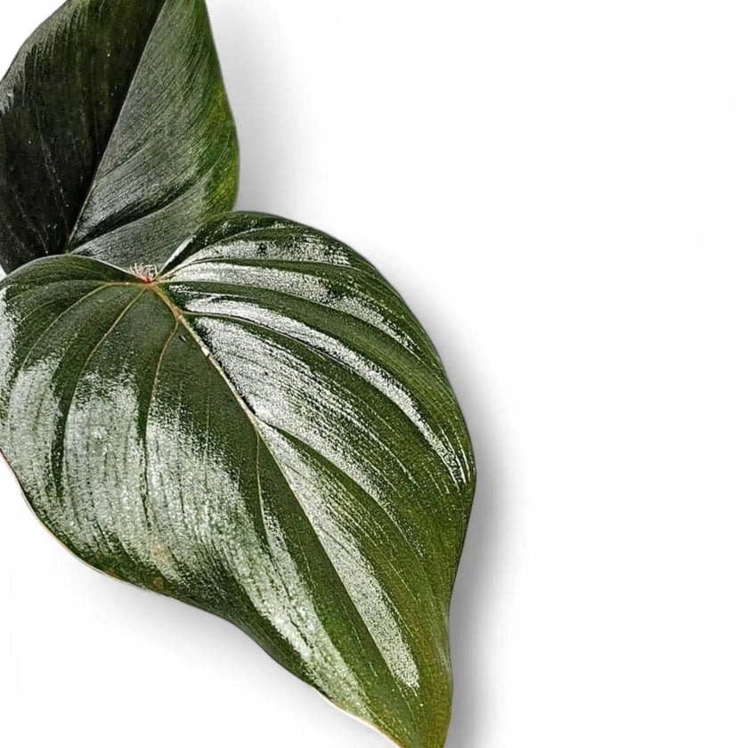 Philodendron serpens leaf close-up on white background.