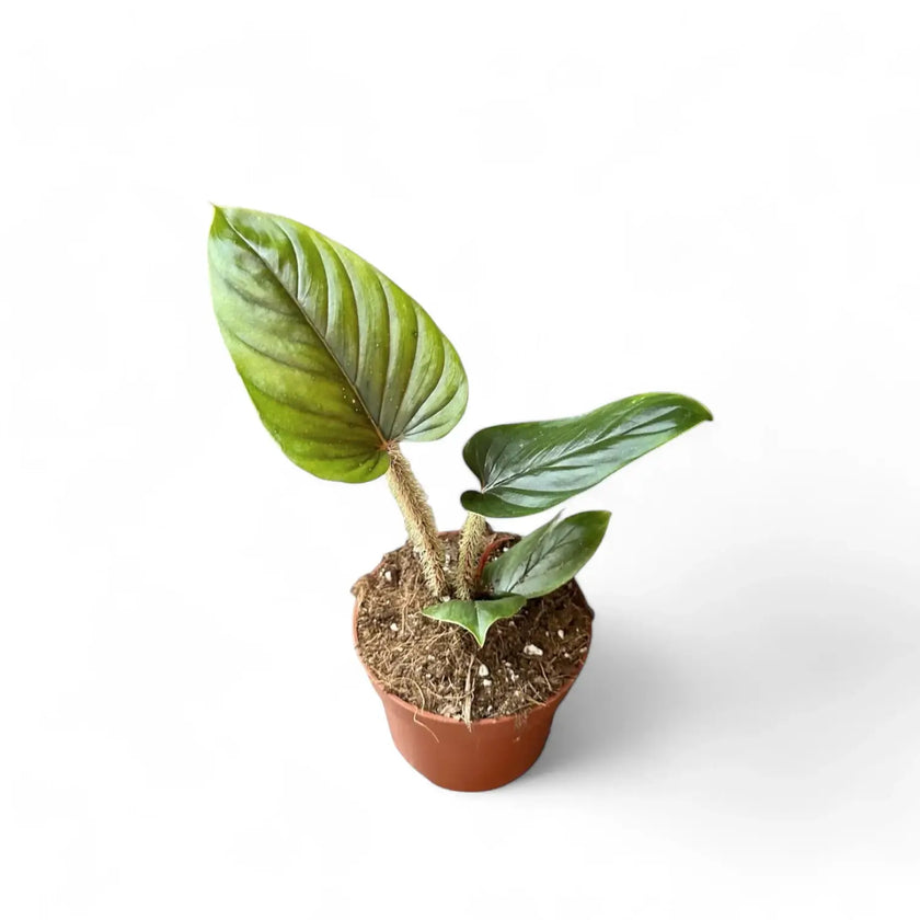 Philodendron serpens potted houseplant in nursery pot on white background, product photo 2.