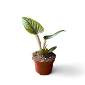 Philodendron serpens Zimmerpflanze im Anzuchttopf vor weißem Hintergrund, Produktfoto 3.