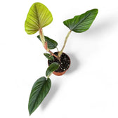 Philodendron serpens Zimmerpflanze im Anzuchttopf vor weißem Hintergrund, Produktfoto 6.