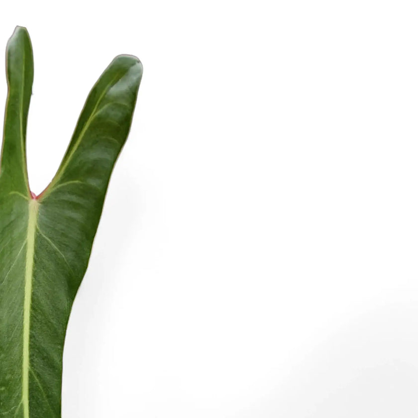 Philodendron spiritus-sancti leaf close-up on white background.