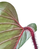 Philodendron squamicaule – Blattdetail vor weißem Hintergrund..