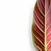 Philodendron subhastatum – Blattdetail vor weißem Hintergrund..