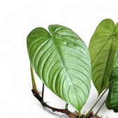 Philodendron tenue aff – Blattdetail vor weißem Hintergrund..