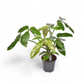 Philodendron tripartitum potted houseplant in nursery pot on white background, product photo 2.