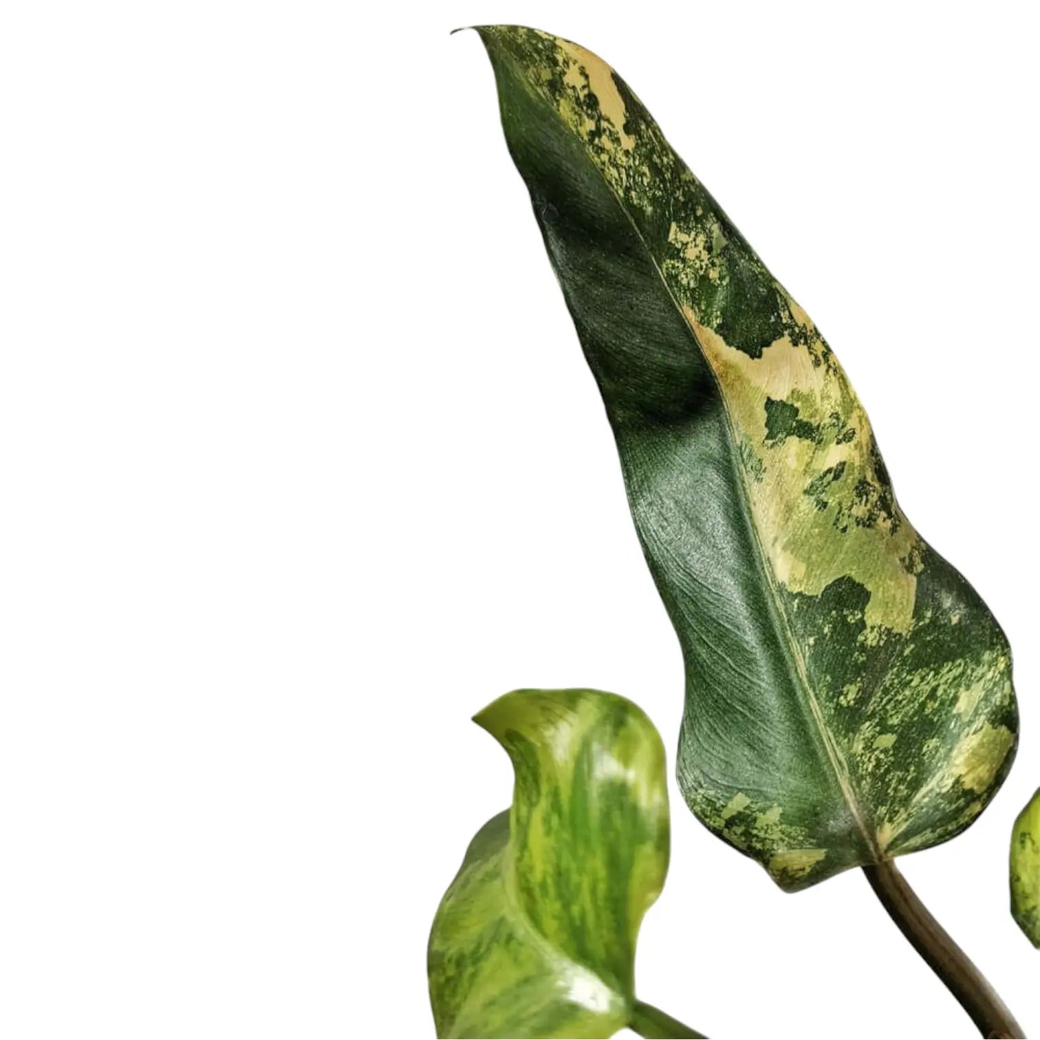 Philodendron x domesticum var. variegata ('Siam sunrise') – Blattdetail vor weißem Hintergrund..
