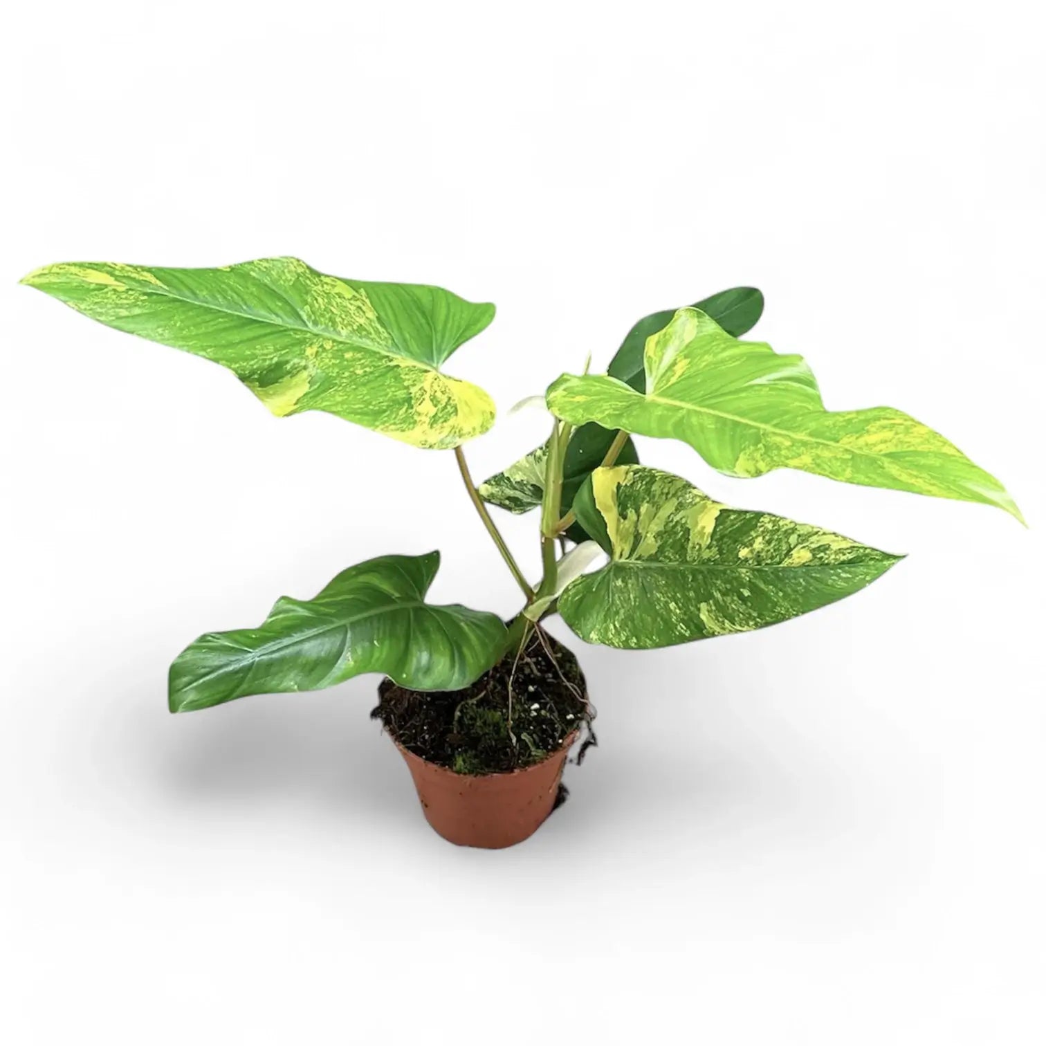 Philodendron x domesticum var. variegata ('Siam sunrise') Zimmerpflanze im Anzuchttopf vor weißem Hintergrund, Produktfoto 2.