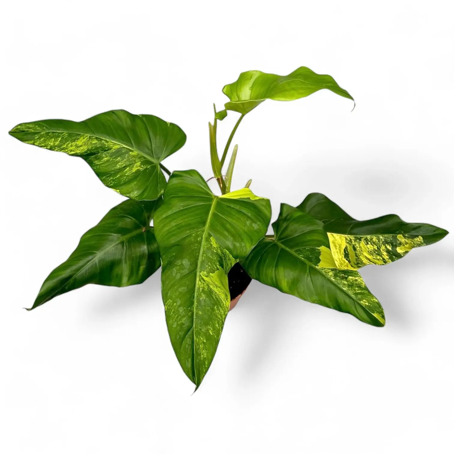 Philodendron x domesticum var. variegata ('Siam sunrise') Zimmerpflanze im Anzuchttopf vor weißem Hintergrund, Produktfoto 3.