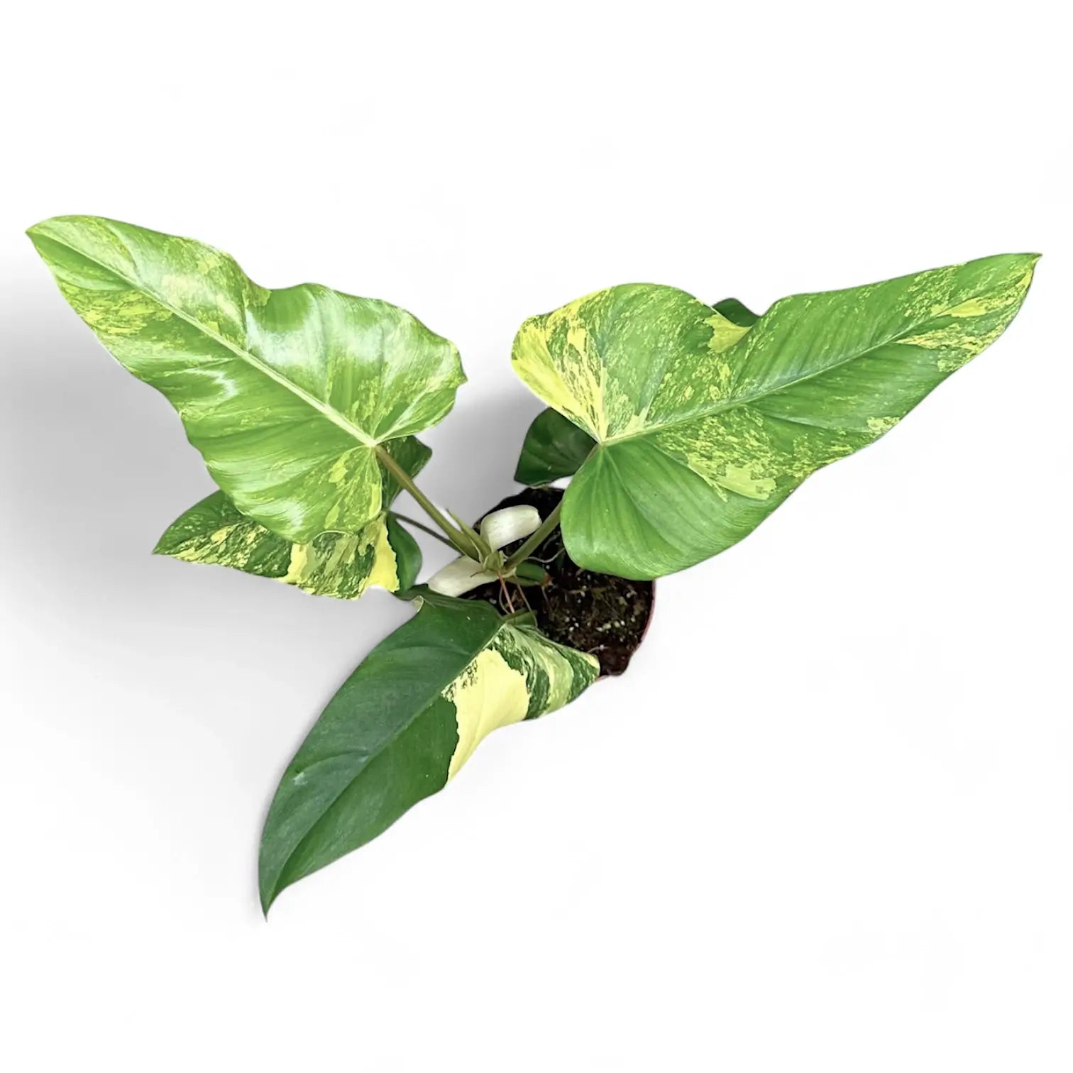 Philodendron x domesticum var. variegata ('Siam sunrise') Zimmerpflanze im Anzuchttopf vor weißem Hintergrund, Produktfoto 4.