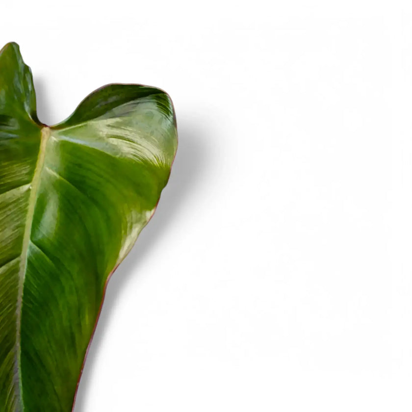 Philodendron x mandaianum leaf close-up on white background.