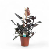 Philodendron x mundaianum 'Ruby' Zimmerpflanze im Anzuchttopf vor weißem Hintergrund, Produktfoto 2.