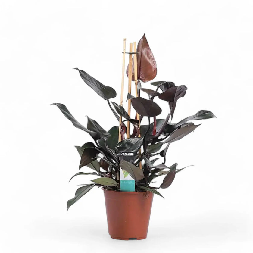 Philodendron x mandaianum 'Ruby' potted houseplant in nursery pot on white background, product photo 2.