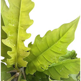 Philodendron x serratum 'Golden saw' ('Gergaji Golden') – Blattdetail vor weißem Hintergrund..