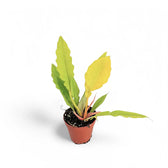 Philodendron x serratum 'Golden saw' ('Gergaji Golden') Zimmerpflanze im Anzuchttopf vor weißem Hintergrund, Produktfoto 2.