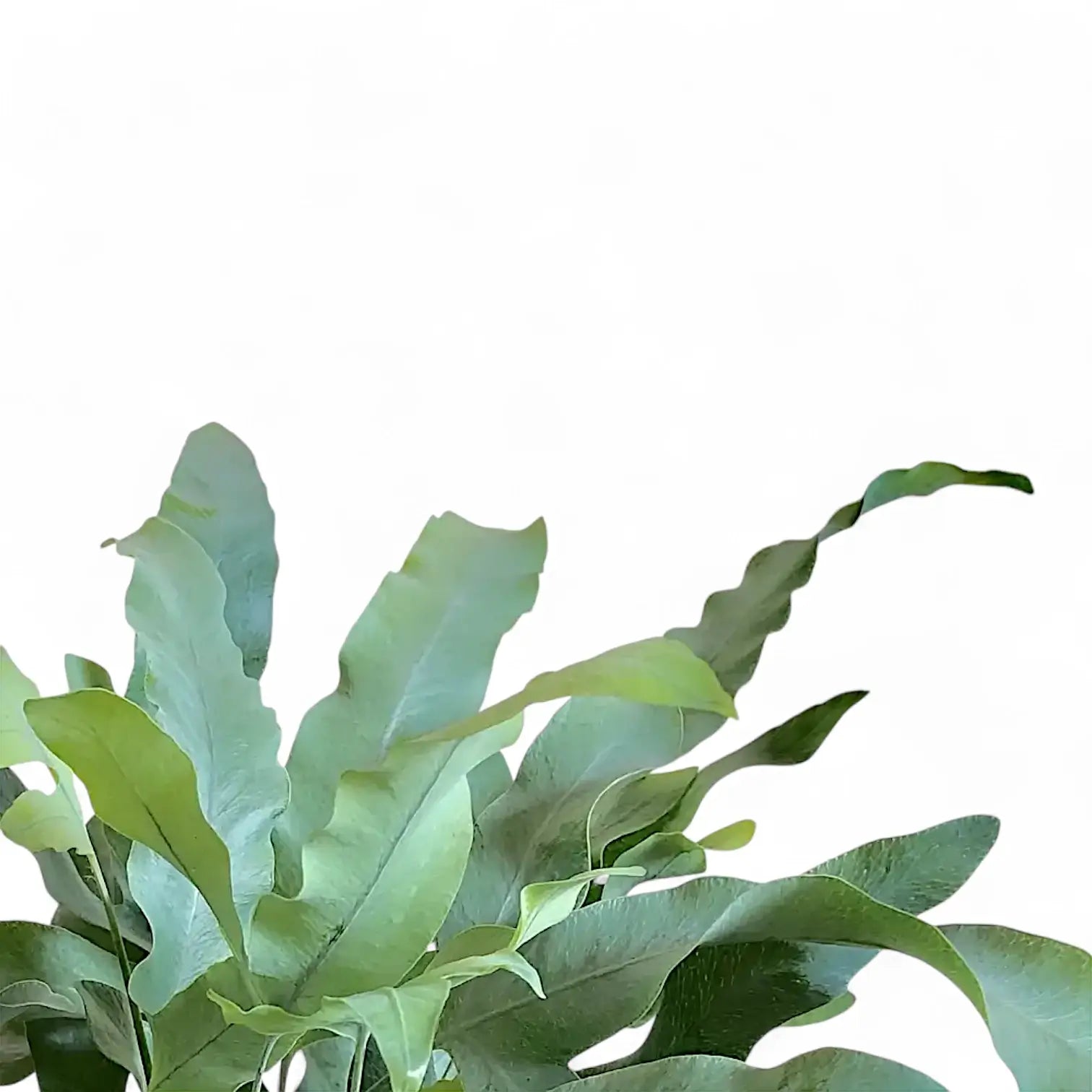 Phlebodium aureum 'Blue Star' – Blattdetail vor weißem Hintergrund..