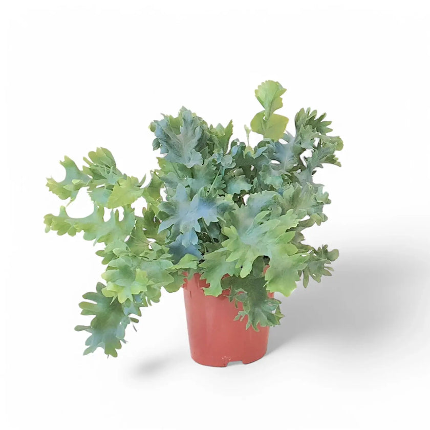 Phlebodium aureum 'Davana' potted houseplant in nursery pot on white background, product photo 2.