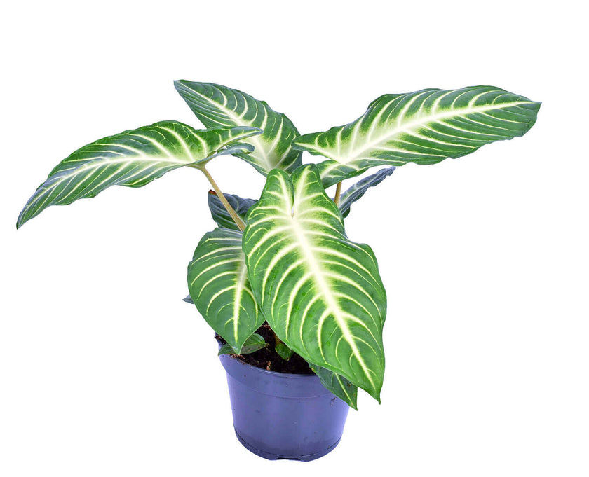 Phyllotaenium lindenii (aka Xanthosoma lindenii) potted houseplant in nursery pot on white background, product photo 2.