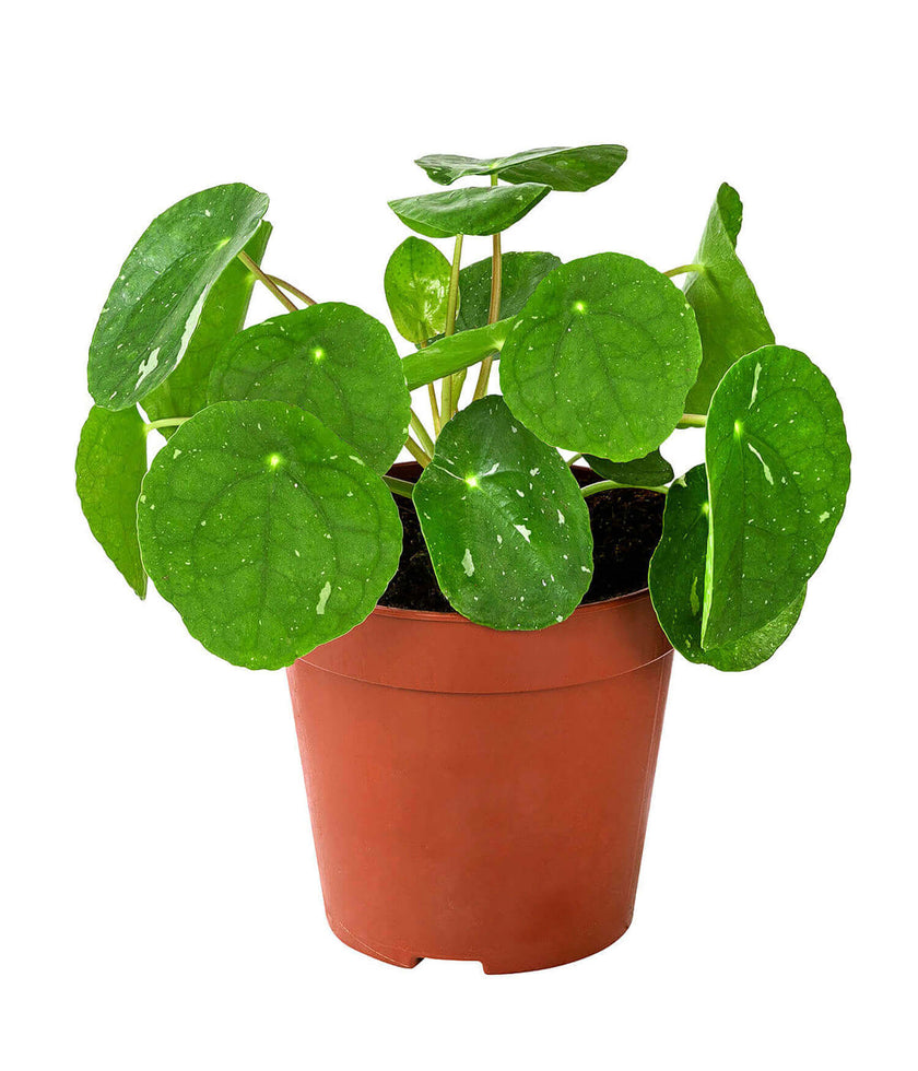 Pilea peperomioides 'White Splash' Zimmerpflanze im Anzuchttopf vor weißem Hintergrund, Produktfoto 2.