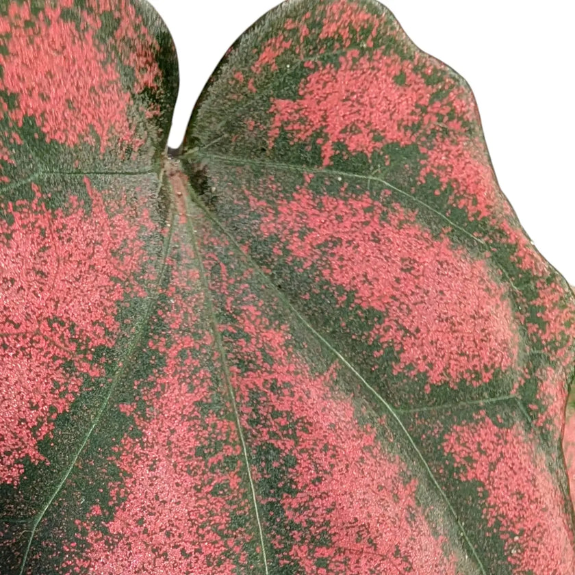 Piper argyrites pink potted houseplant in nursery pot on white background, product photo 2.