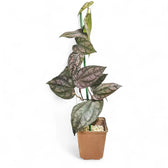 Piper argyrites pink potted houseplant in nursery pot on white background, product photo 3.