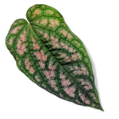 Piper argyrites pink potted houseplant in nursery pot on white background, product photo 6.