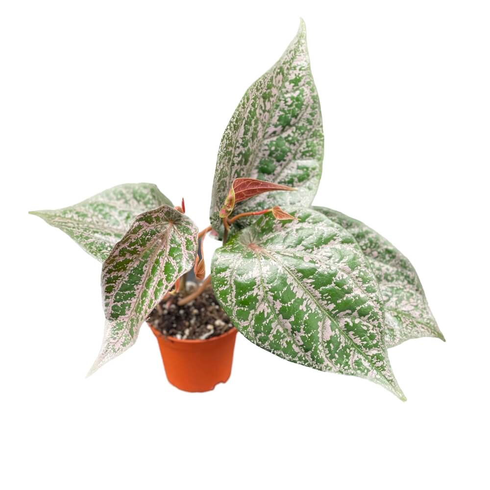 Piper crocatum Zimmerpflanze im Anzuchttopf vor weißem Hintergrund, Produktfoto 2.