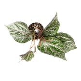 Piper crocatum Zimmerpflanze im Anzuchttopf vor weißem Hintergrund, Produktfoto 3.