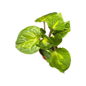 Piper methysticum ‘Bright Eyes’ Zimmerpflanze im Anzuchttopf vor weißem Hintergrund, Produktfoto 2.