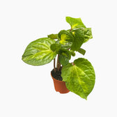 Piper methysticum ‘Bright Eyes’ Zimmerpflanze im Anzuchttopf vor weißem Hintergrund, Produktfoto 3.