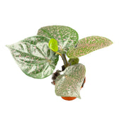 Piper ornatum potted houseplant in nursery pot on white background, product photo 2.