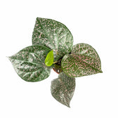 Piper ornatum potted houseplant in nursery pot on white background, product photo 3.