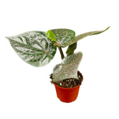 Piper ornatum potted houseplant in nursery pot on white background, product photo 4.