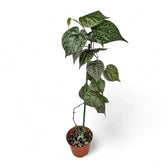 Piper ornatum potted houseplant in nursery pot on white background, product photo 5.