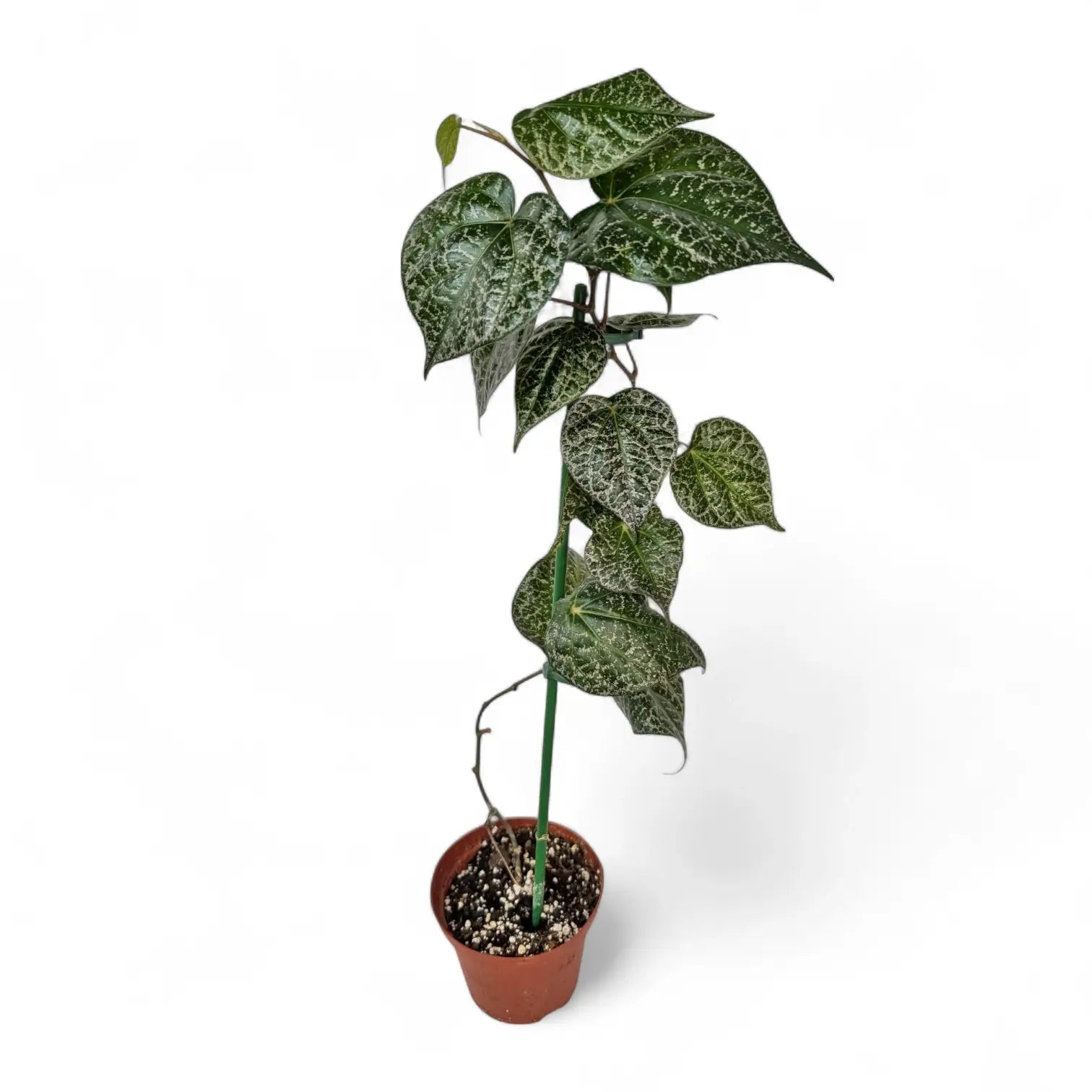 Piper ornatum potted houseplant in nursery pot on white background, product photo 5.