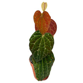 Piper porphyrophyllum Zimmerpflanze im Anzuchttopf vor weißem Hintergrund, Produktfoto 2.