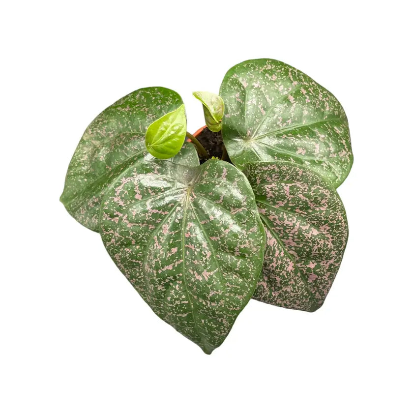 Piper sp. Indonesia 'Pink' potted houseplant in nursery pot on white background, product photo 2.